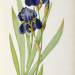 Iris Germanica, from `Les Liliacees'